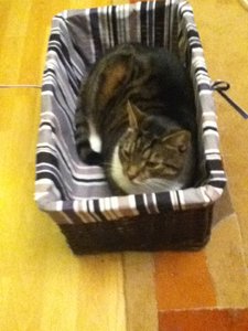 Nicky Suchbild 1.JPG