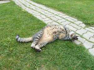 Bärli im Garten1.jpg