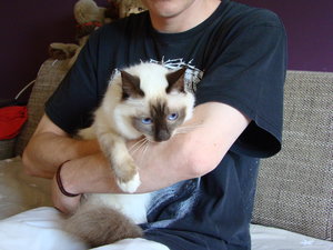 Katzen Heidi 001.jpg