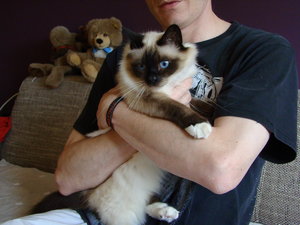 Katzen Heidi 005.jpg