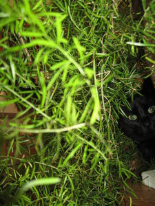 Otti Asparagus 5.JPG