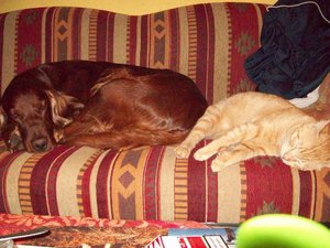 hund und katze 042.jpg