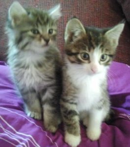 bagheera & leo 2.JPG