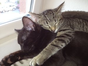 wir haben uns lieb.JPG