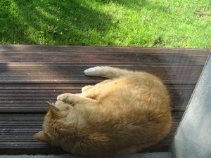 Kater Leo vor der Küchentür.JPG