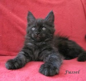 Fussel 8Wo 1320g.jpg