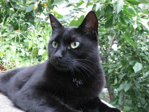 Otti auf Stromkasten Braunwald VII.JPG