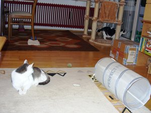 Bonny traut sich ins Wohnzimmer1.JPG