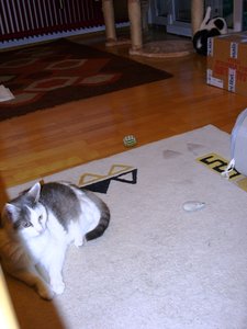 Bonny traut sich ins Wohnzimmer3.JPG