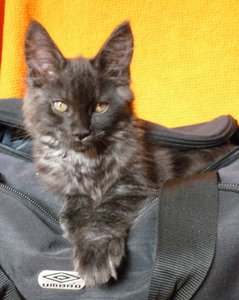 Fussel Reisetauglich.jpg