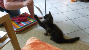 Fussel spielen 1.jpg