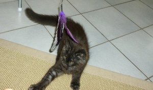 Fussel spielen 3.jpg