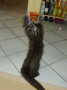 Fussel spielen 4.jpg