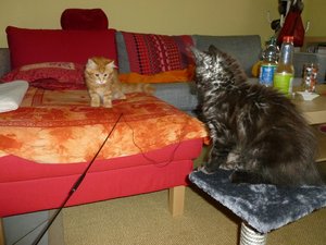 Erste Annährung über die Angel1_w.jpg