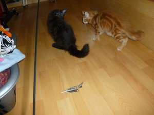 Erste Annährung über die Angel2_w.jpg