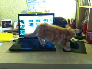 Kitten at work (2)_w.jpg