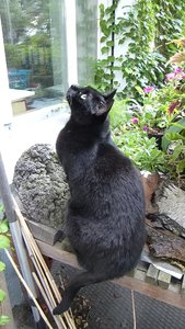 Otti auf Blumenbank hochschauend.jpg