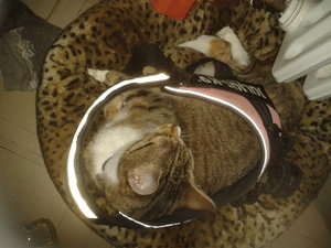 2012-08-10 18.50.27.jpg