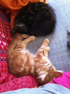 zMüde Katerchen1.jpg