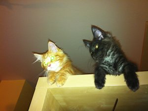 Kasi & Fussel 01_10-08-12.JPG