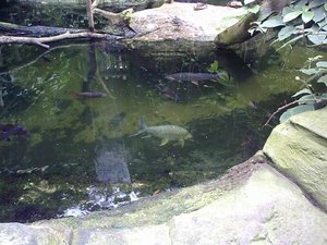 Fischteich.jpg