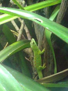 gecko.jpg