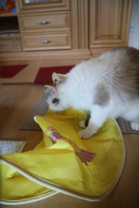 Was ist denn das.JPG