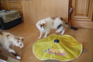 Da bewegt sich was.jpg