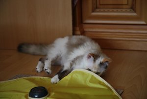 13-Wo ist die Maus.jpg