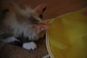 15-Wo ist die Maus.jpg