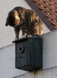 Nistkasten.jpg