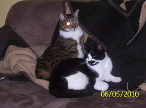 Nicky und Hardy 2.JPG