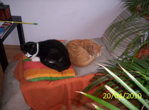 Hardy u. Milou-Kuscheln 3.JPG