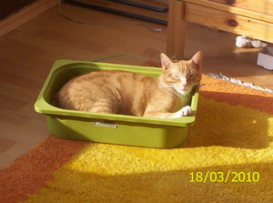 Milou i.d.Kiste 1.JPG