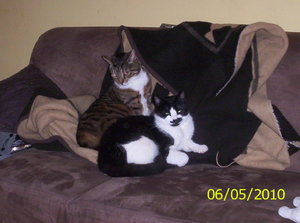 Nicky und Hardy 1.JPG