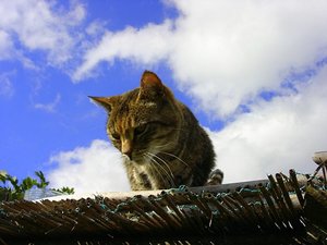 Sommerurlaub in Citero, Umbrien 331.jpg