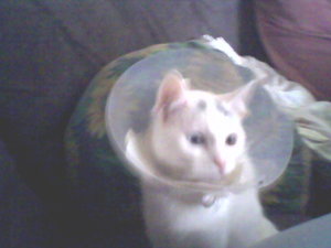 niice piic-0004Kajt.jpg