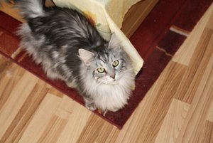 Sam am Wohnzimmertisch.jpg