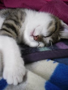 29.5.10 Taiger schlafgesicht.JPG