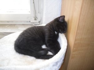 29.5.10 sammy auf kratzbaum schlafend.JPG