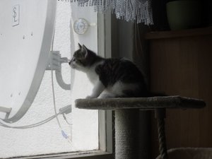 Taiger 28.5.2010.JPG