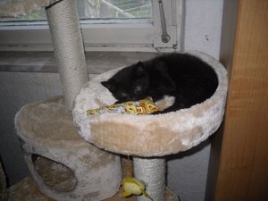 27.5.2010 sammy baldriankissen.JPG