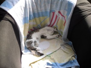 24.05.10 taiger schlafend.JPG