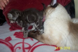 Arivee´Mama putzt.JPG