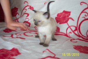 Aragon seh ich nicht hübsch aus.JPG