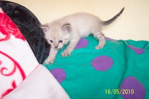 Aliya unsere Kuschelmaus.JPG