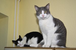 Chicco und Pinky 6.jpg