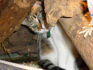 Josie zu Besuch bei Bartis 010.jpg