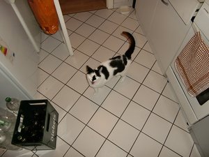 Tüt Bähh in der Küche 001.JPG