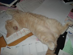 max schläft schon wieder.jpg